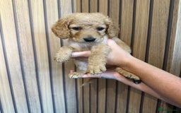 Cockapoo dogs for sale: Beautiful F2 Cockapoo Puppies - Image 11