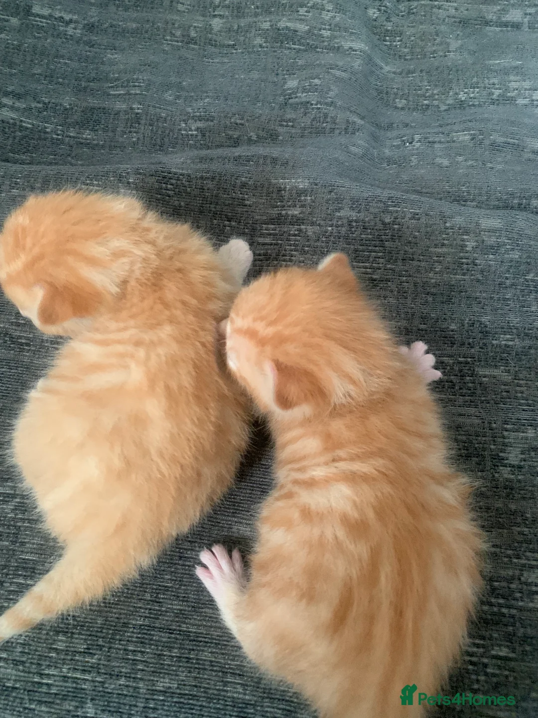 British Shorthair cats for sale: Shorthaired British kittens in Basildon - Advert 2