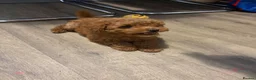 Toy Poodle dogs for sale: 🐩Two Beautiful Red Toy Poodle Girls 🐩 - Advert 3