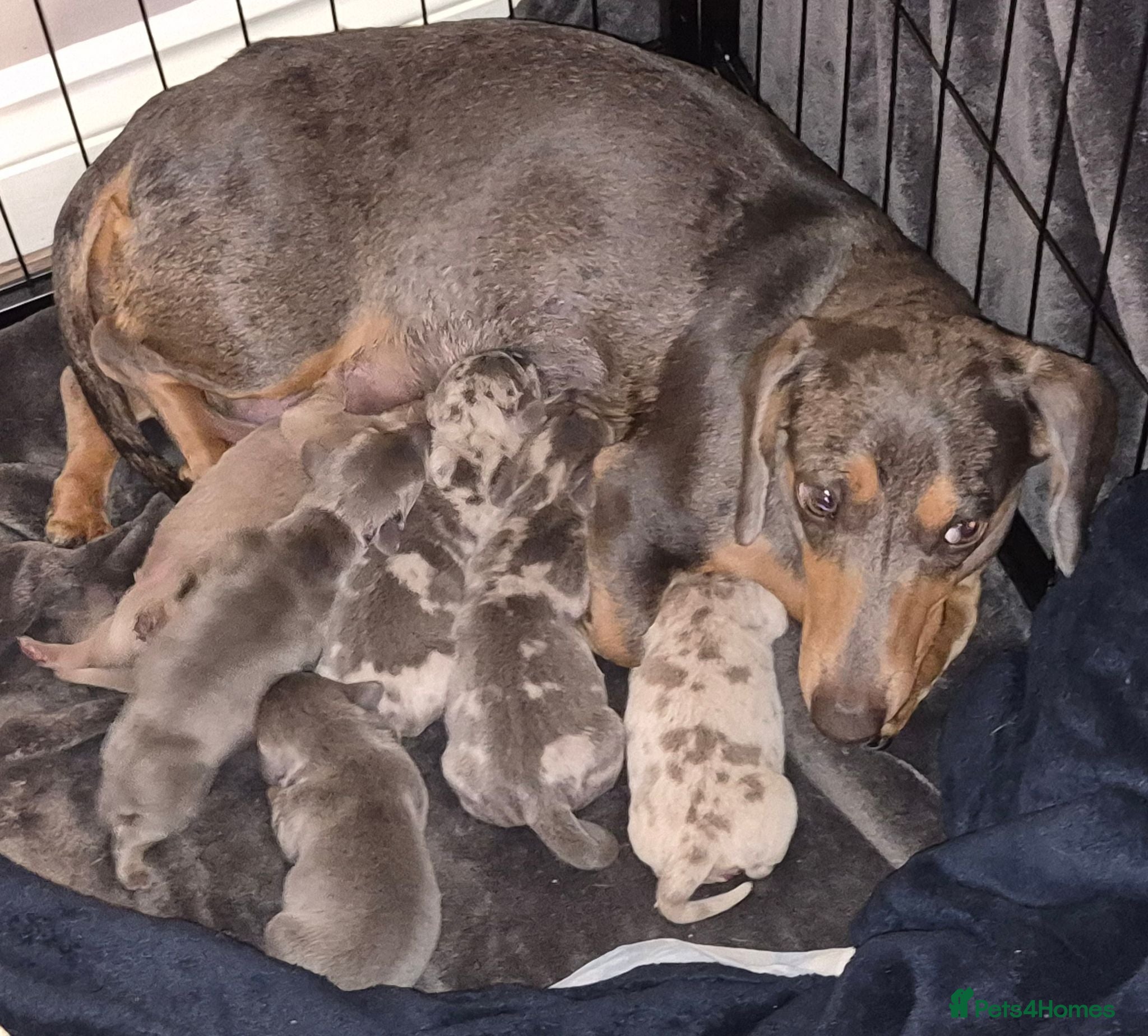 Miniature Dachshund dogs Miniature Dachshund puppies - Advert 1