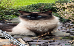 Ragdoll cats for stud: GCCF seal point FIV & FeLV clear Ragdloll for sale in Kinross - Image 1
