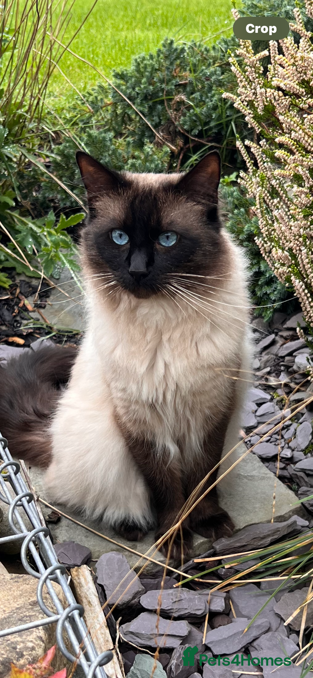 Ragdoll cats for stud: GCCF seal point FIV & FeLV clear Ragdloll for sale in Kinross - Image 1