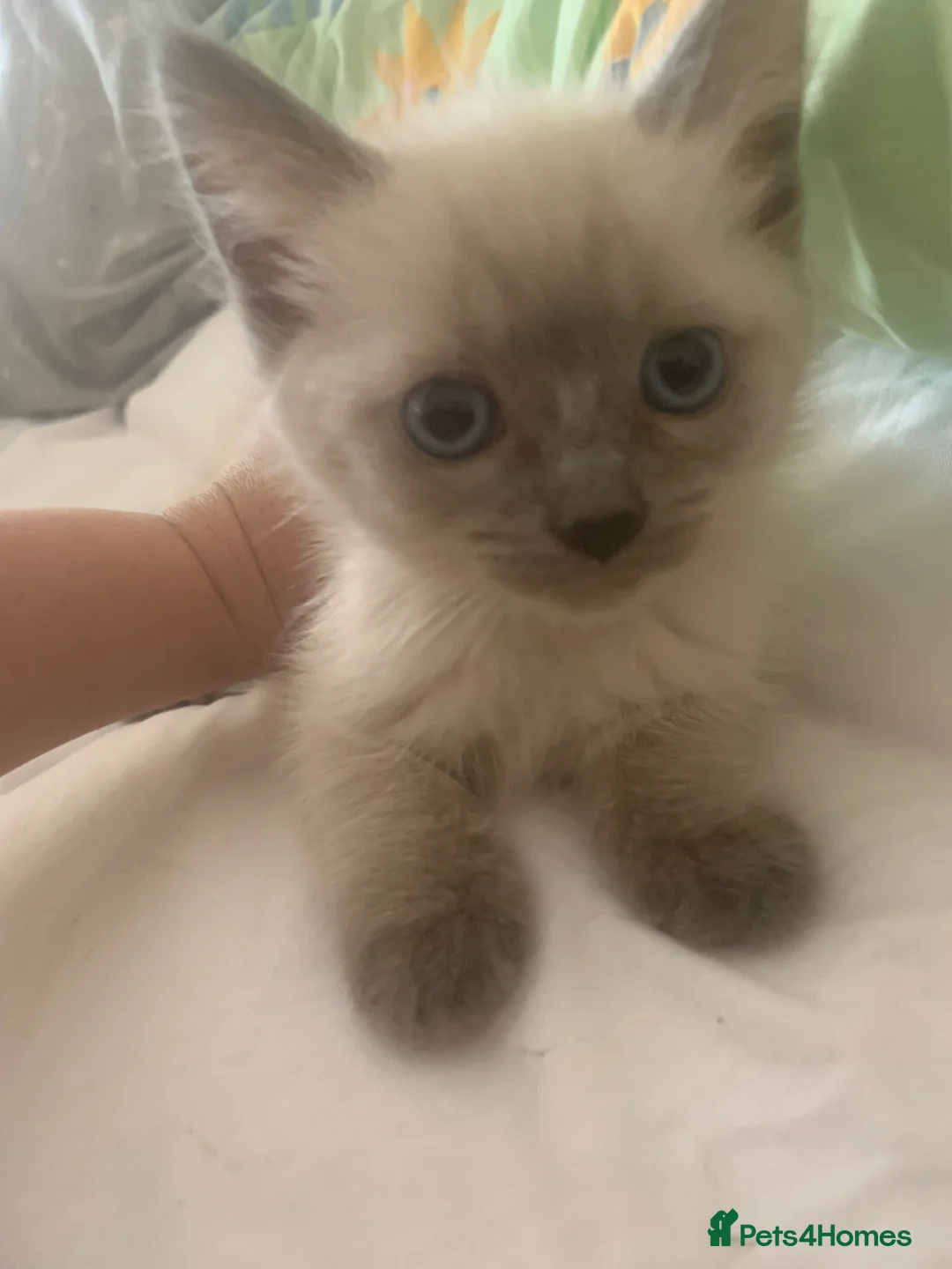 Ragdoll cats for sale: Rag doll/siemese - Advert 2