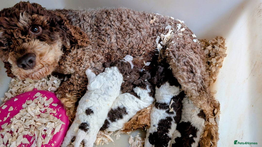 Lagotto Romagnolo dogs for sale: Adorable Lagotto Pups - Image 2