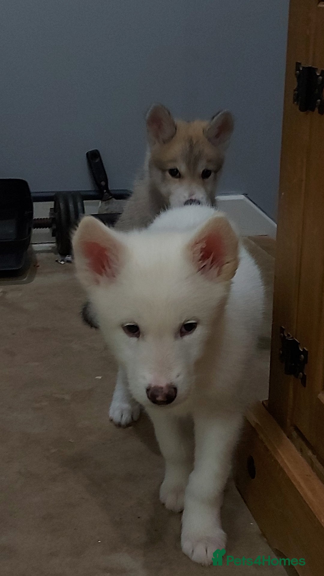 Mixed Breed dogs for sale: Huskita malamutes - Image 3