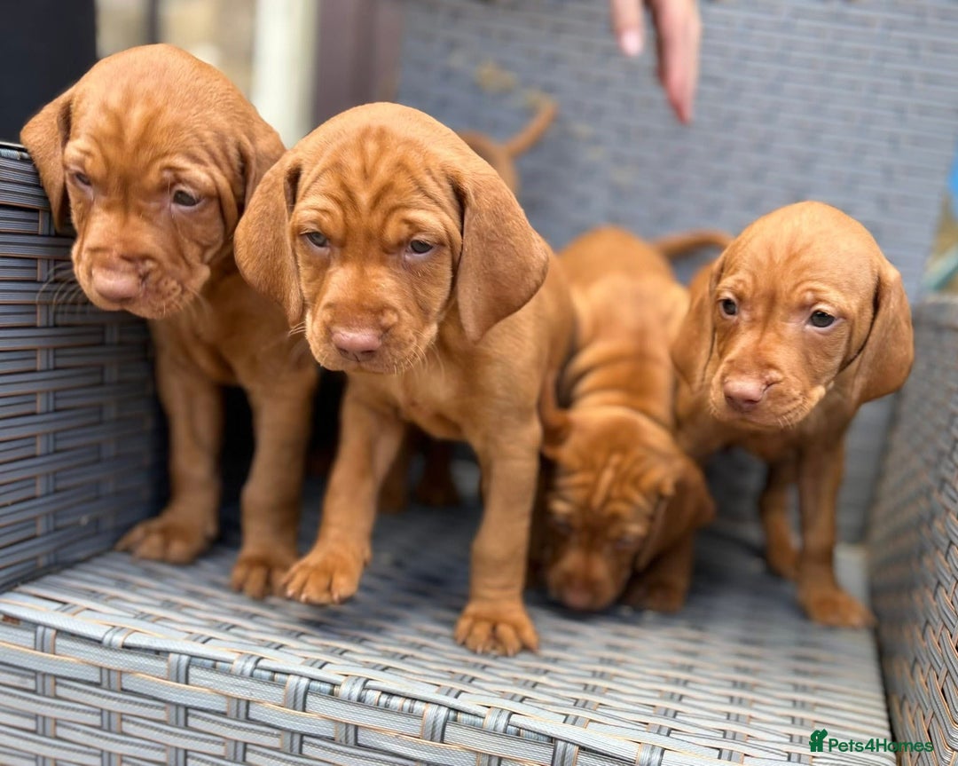 Hungarian Vizsla dogs for sale: Exceptional kc Hungarian viszla pups. Now ready  - Image 2