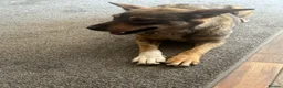 Mixed Breed dogs for adoption: Cute Bella looking for LOVE - Advert 20