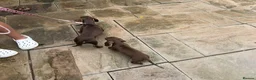 Miniature Dachshund dogs for sale: Mini Dachshund sausage dog - Advert 7