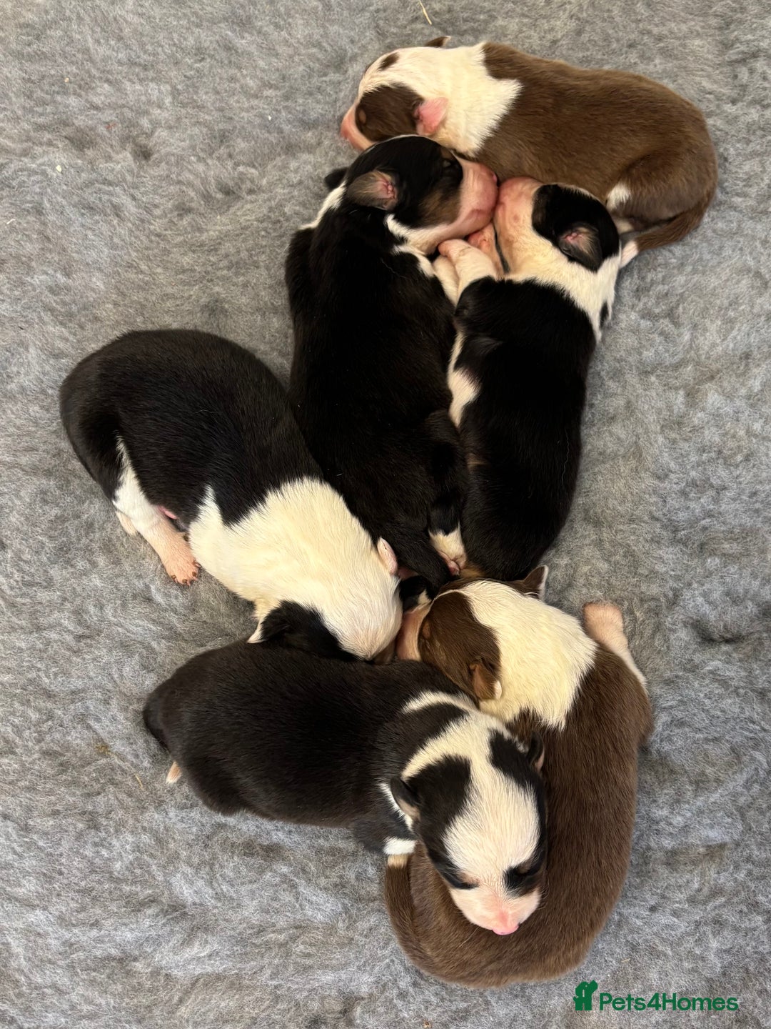 Border Collie dogs for sale: Beautiful Border Collie pups for sale  - Image 11