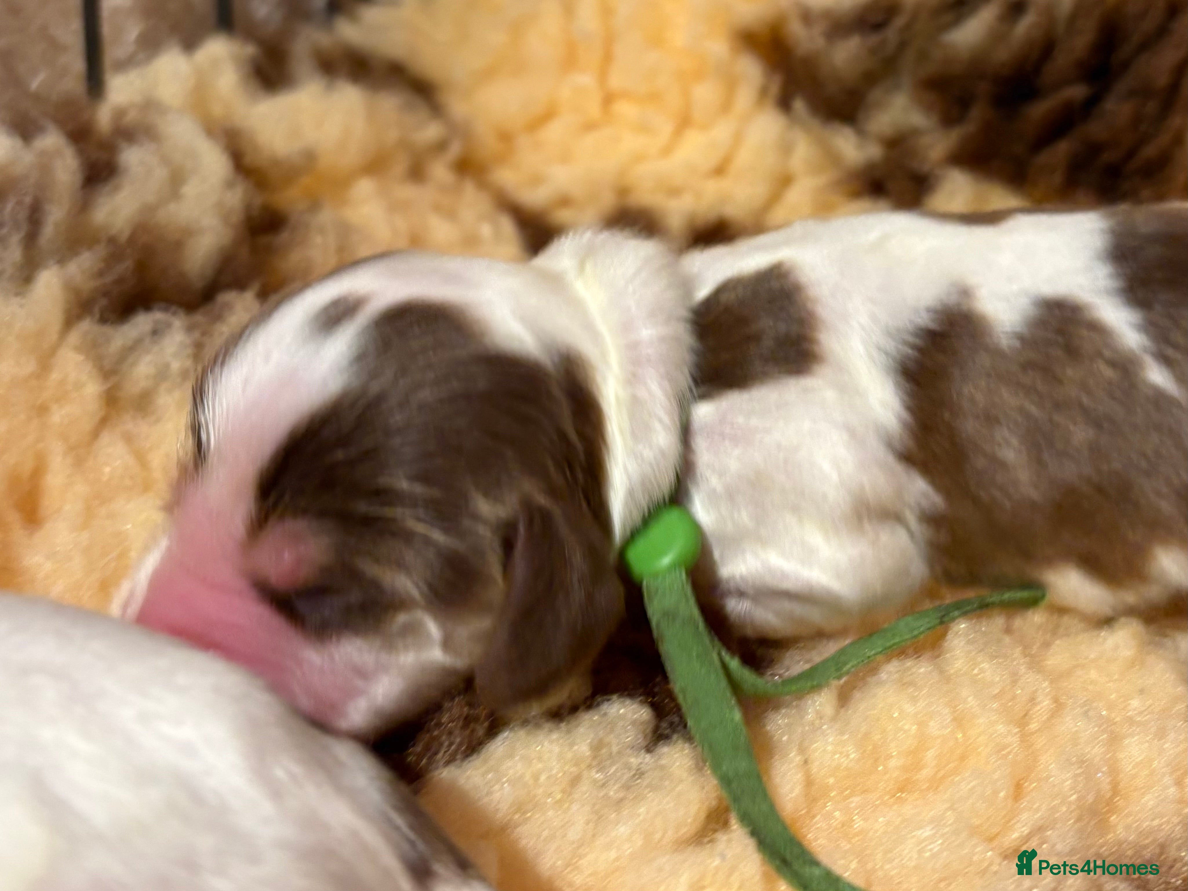 Cocker Spaniel dogs Perfect puppies bred for health & temperament - Advert 2