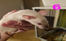 Rat rodents for sale: 9 gorgeous Male Rats - Image 20