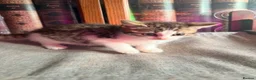 British Shorthair cats for sale: Stunning British Shorthair Kittens Ready Now! - Advert 29