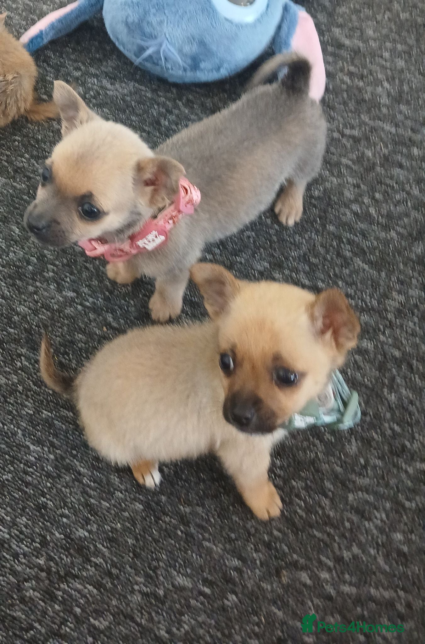 Chihuahua dogs Beautiful  chihuahua  puppies  - Advert 11