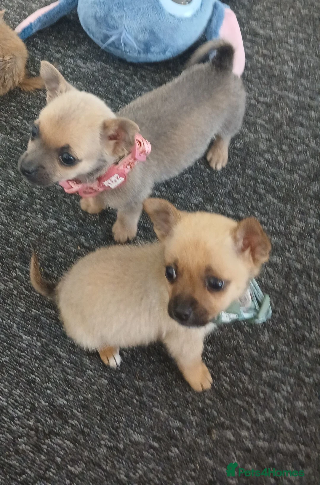 Chihuahua dogs for sale: Beautiful  chihuahua  puppies  - Advert 2