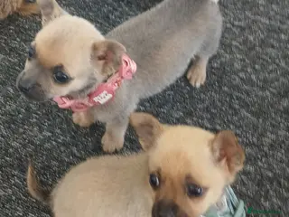 Chihuahua dogs Beautiful chihuahua puppies - Advert 1