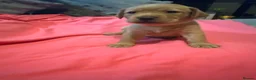 Labrador Retriever dogs for sale: Beautiful Black and golden Labrador puppies - Advert 12