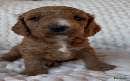 Cockapoo dogs for sale: Charming Cockapoo puppies. Pick your perfect pal! - Advert 1