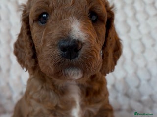 Cockapoo dogs Charming Cockapoo puppies. Pick your perfect pal! - Advert 1