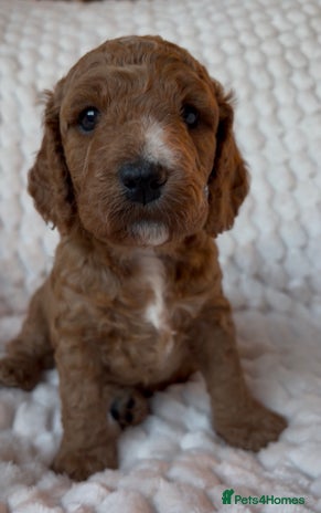 Cockapoo dogs Charming Cockapoo puppies. Pick your perfect pal! - Advert 1