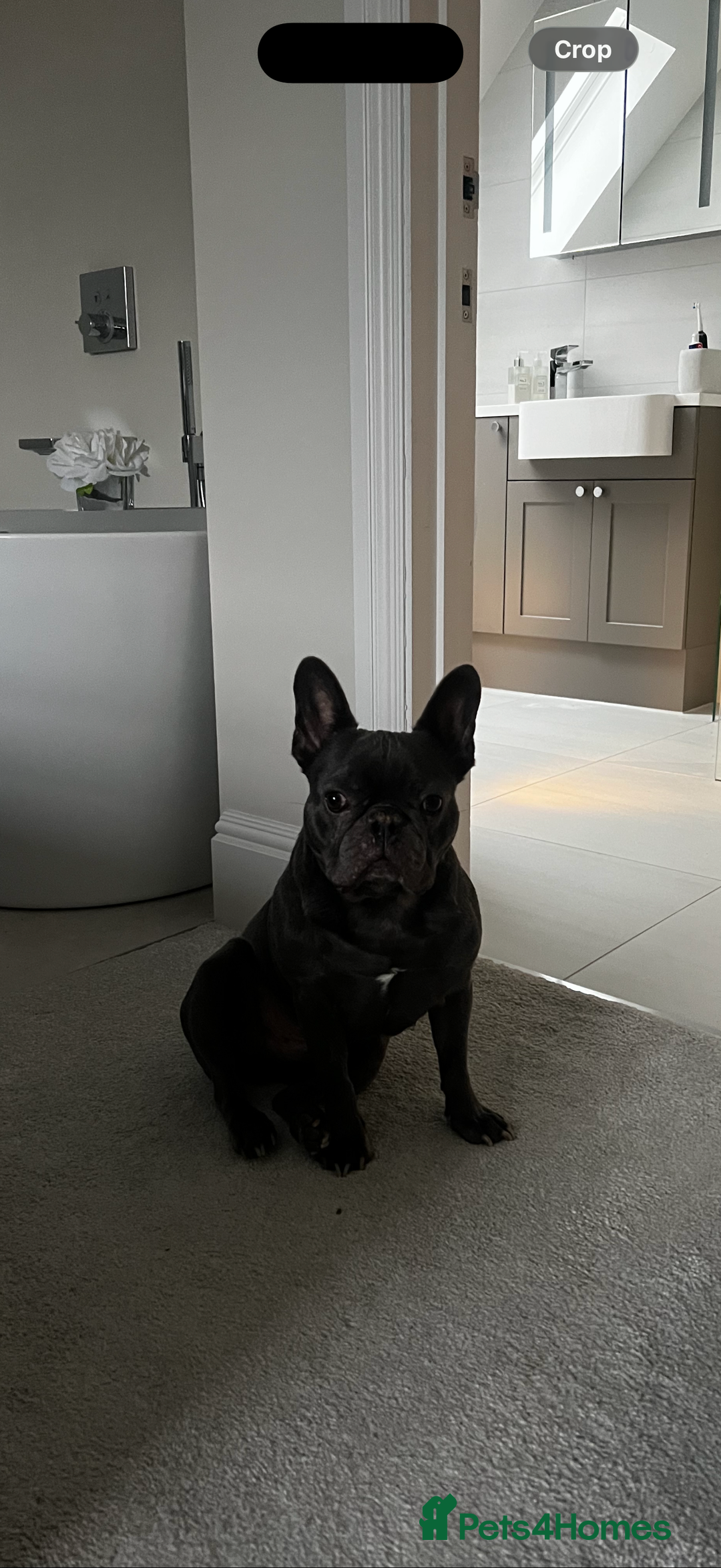 French Bulldog dogs for sale: Pablo, 6 and Hugo, 5  - Advert 9