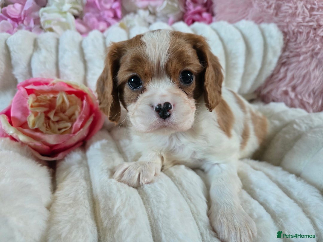 Cavalier King Charles Spaniel dogs for sale: Beautiful KC reg Cavalier King Charles Puppies  - Advert 37