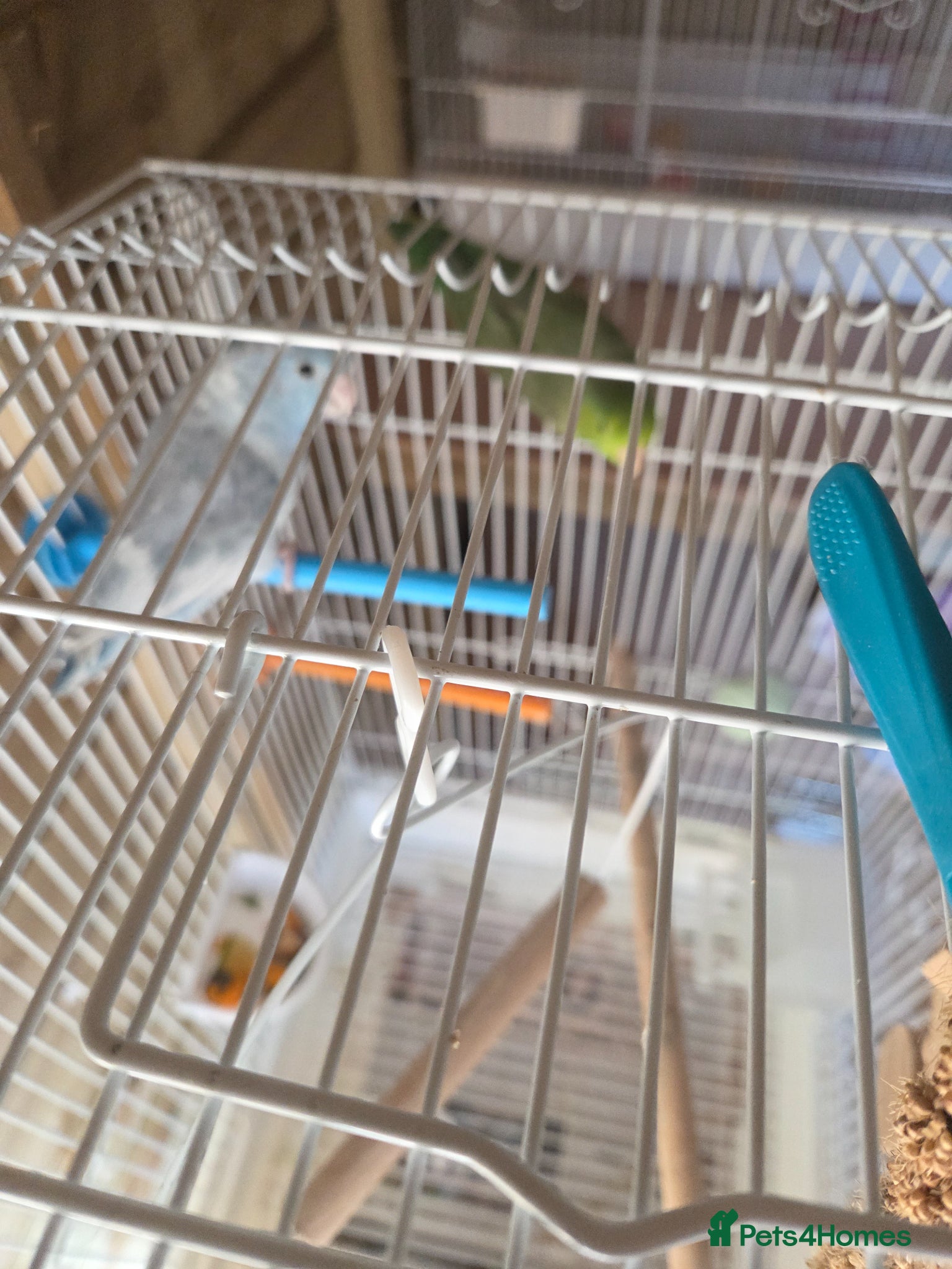 Parrots birds Parrotlet pair for sale - Advert 1