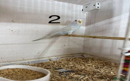 Budgerigars birds for sale: 2025 Pet/Colour budgies looking for new homes - Image 2