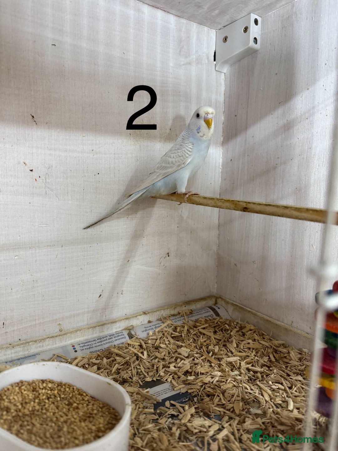 Budgerigars birds for sale: 2025 Pet/Colour budgies looking for new homes - Image 2
