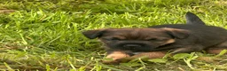 Border Terrier dogs for sale: Border terrier puppies in Lanark - Advert 8