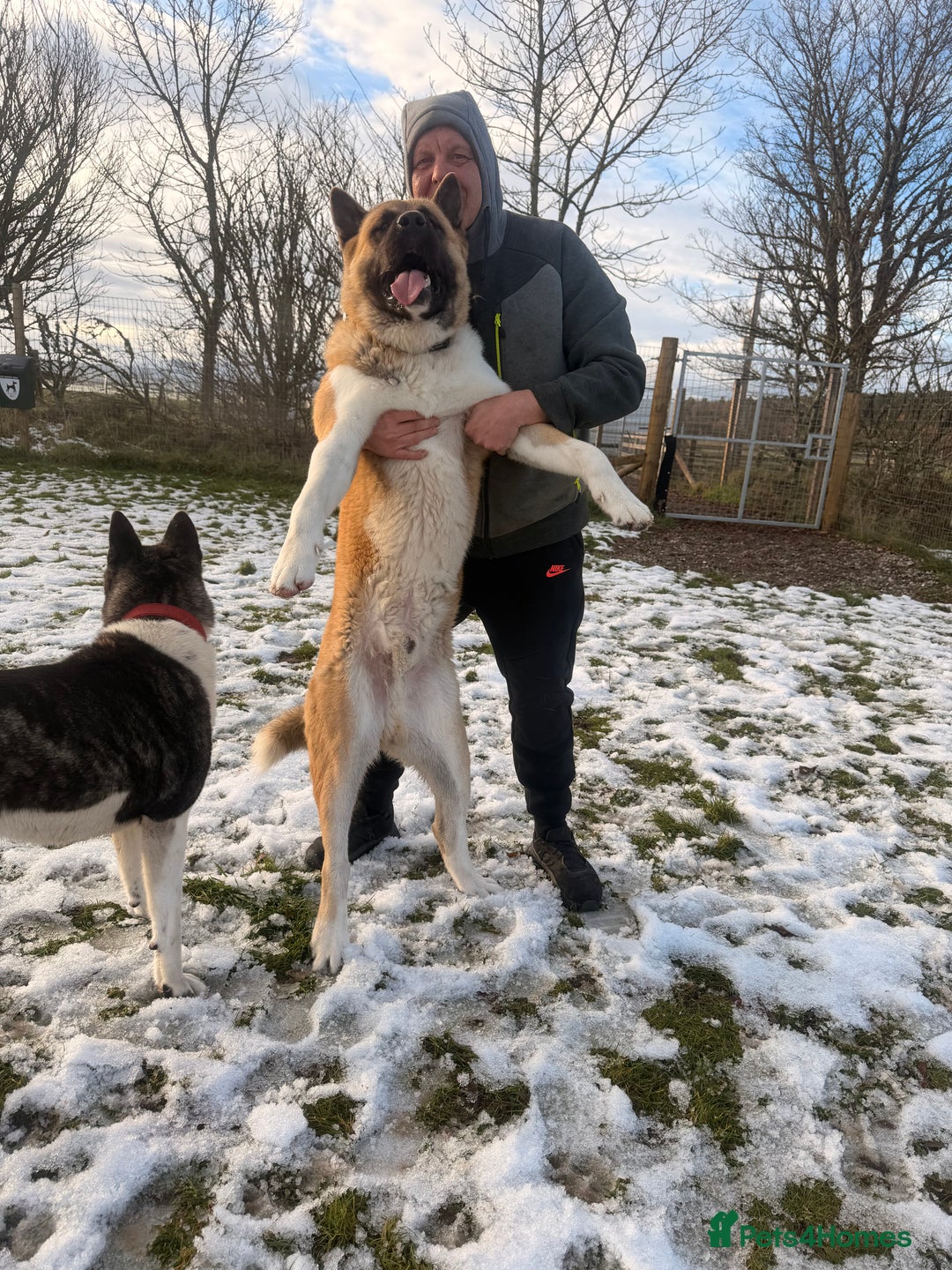 Akita dogs for stud: American Akita Stud  - Advert 4