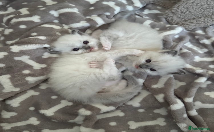 Ragdoll cats - Advert 8
