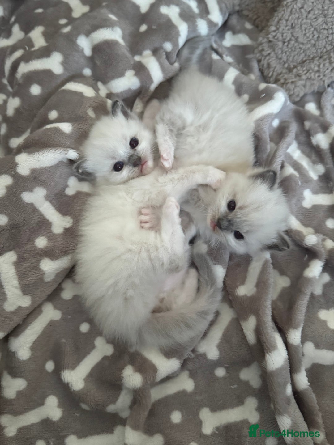 Ragdoll cats for sale: Blue Point kitten Ragdoll - Image 1