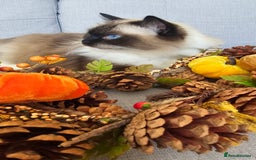 Ragdoll cats for sale: 💎 2 Exceptional Pedigree Ragdolls-young adults💎 - Image 11