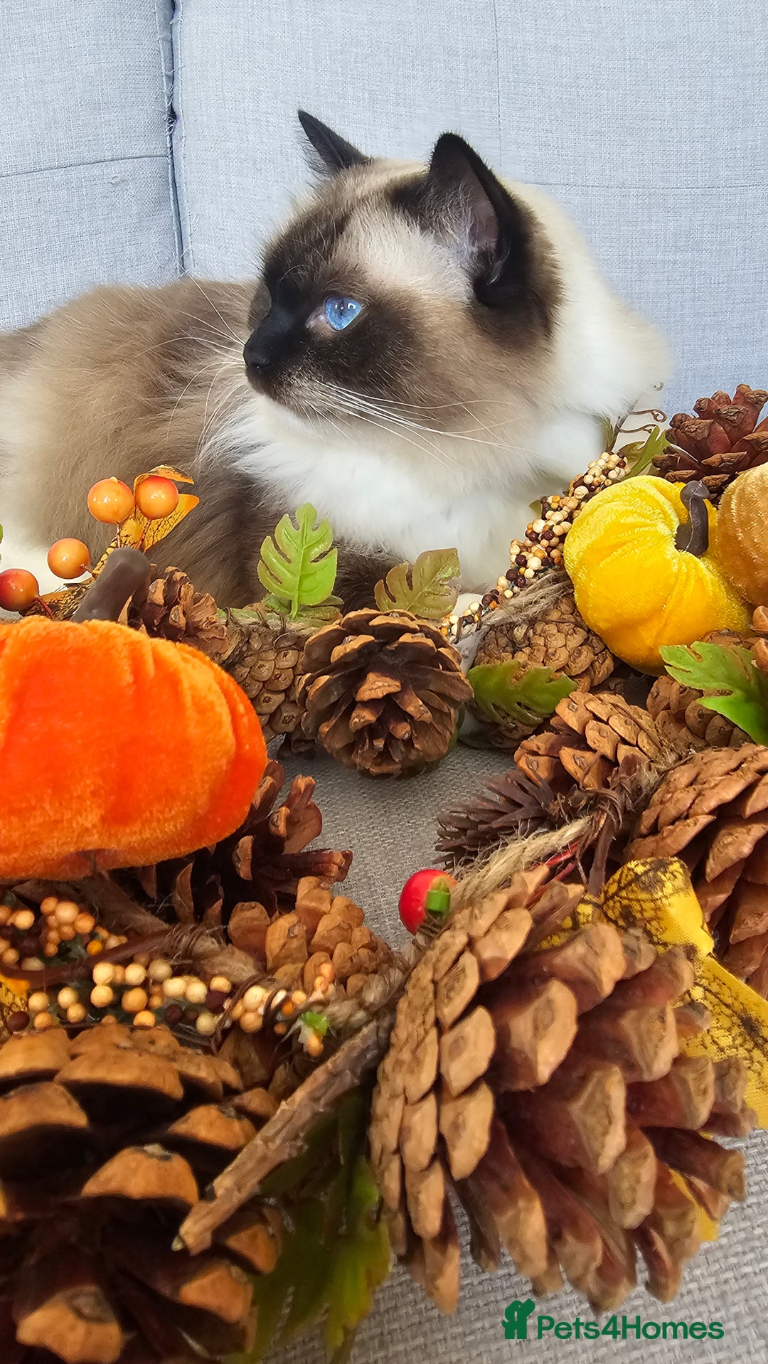 Ragdoll cats for sale: 💎 2 Exceptional Pedigree Ragdolls-young adults💎 - Image 11