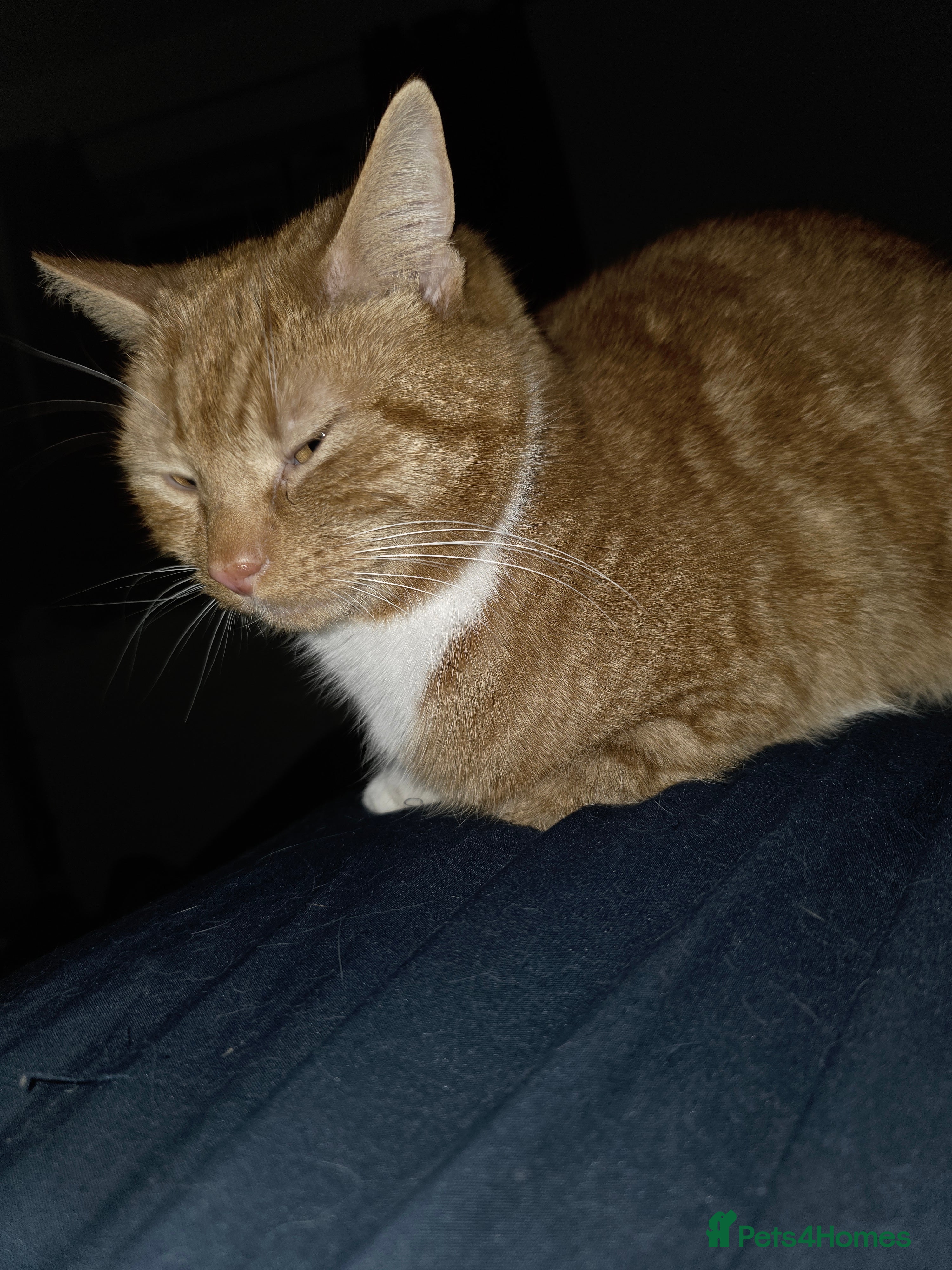 Mixed Breed cats Rehoming Ash and Gizmo  - Advert 2