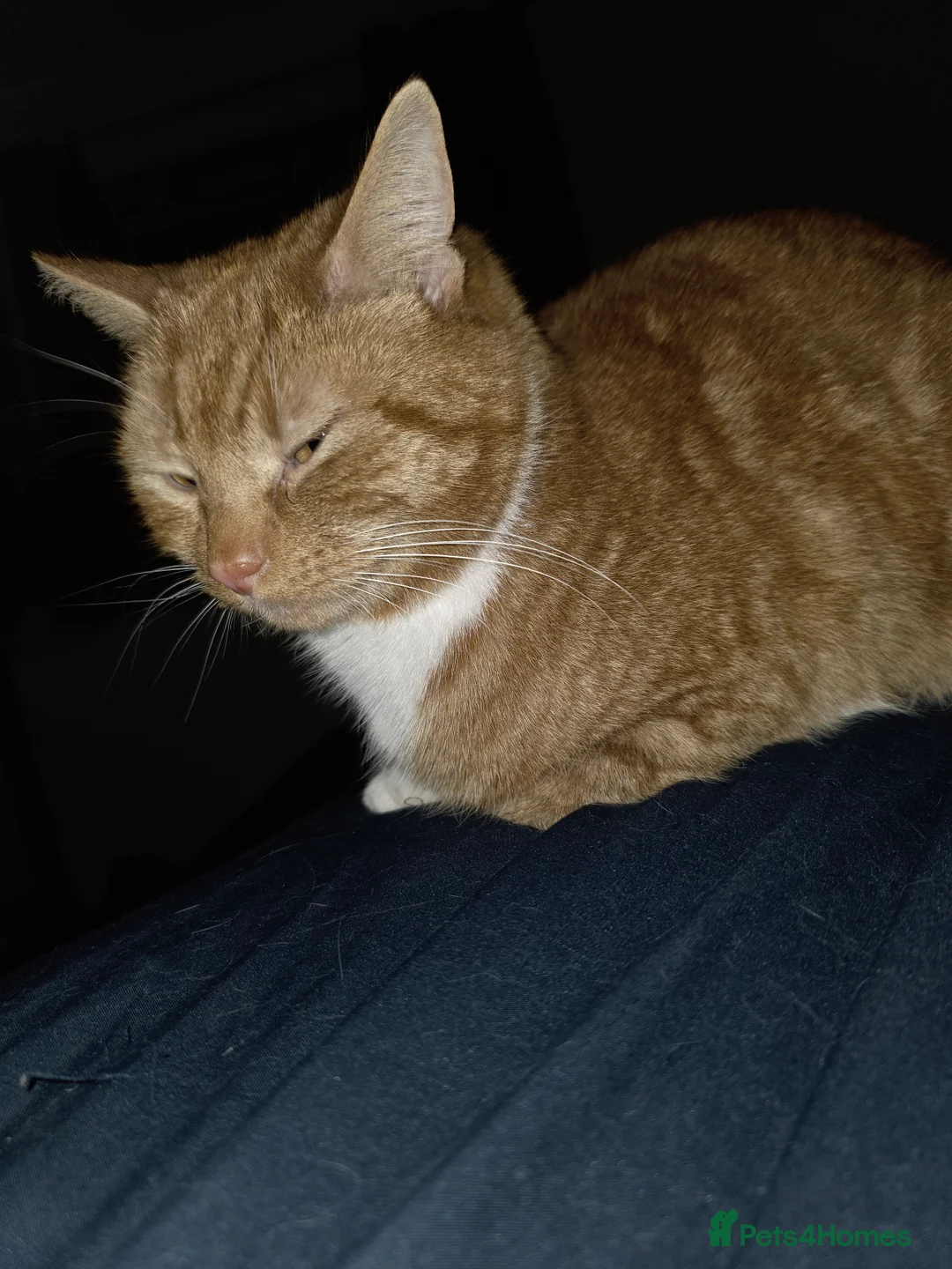 Mixed Breed cats for sale: Rehoming Ash and Gizmo  - Advert 1