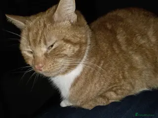 Mixed Breed cats Rehoming Ash and Gizmo - Advert 3