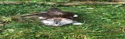 Maine Coon cats for sale: Stunning Maine Coon kittens ready for a new home. - Advert 7