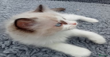 Ragdoll cats - Advert 9