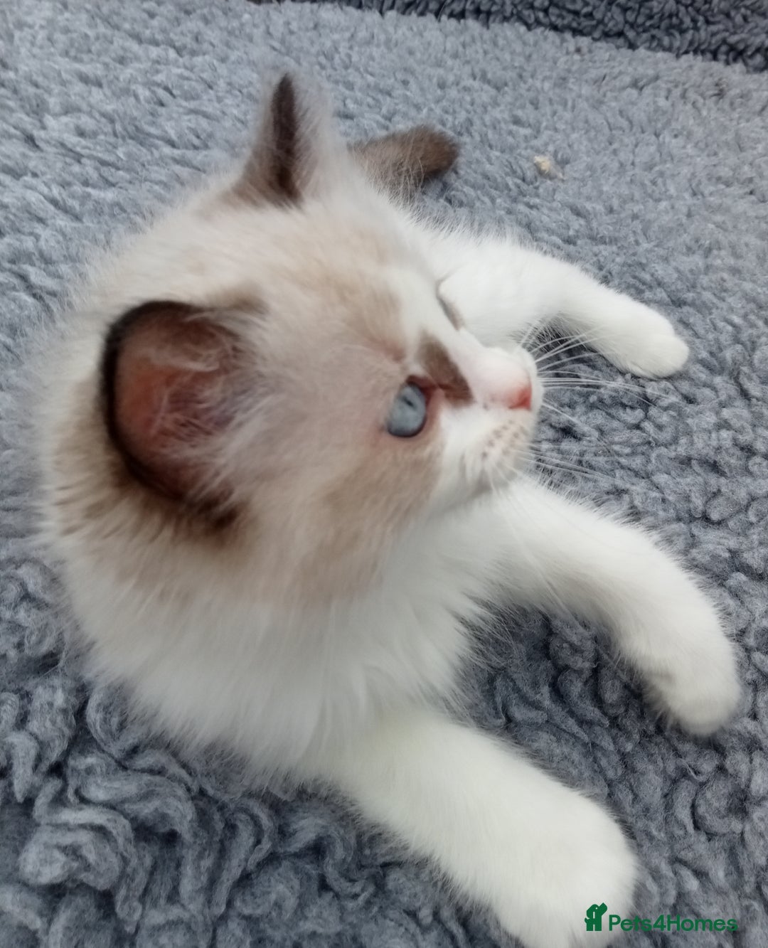 Ragdoll cats for sale: Purebred ragdoll kittens  - Image 3