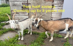 Goats livestock for sale: Nanny and billy Goats for sale - Image 4