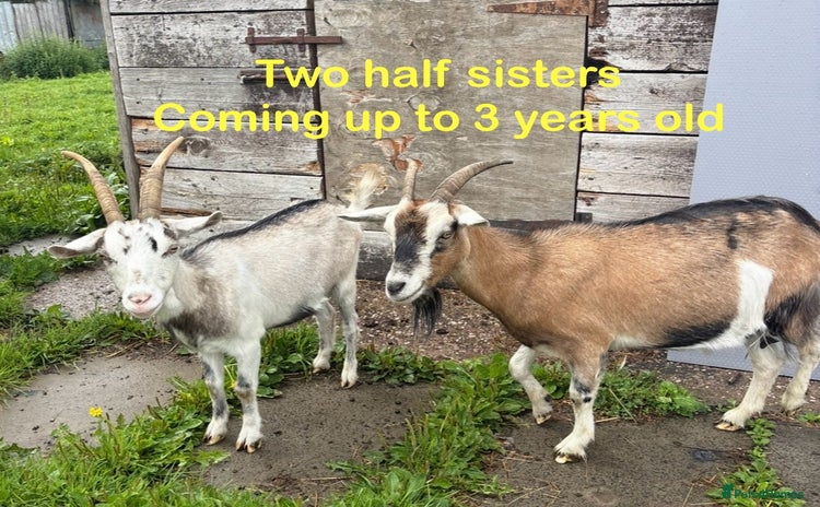 Goats livestock - Advert 6