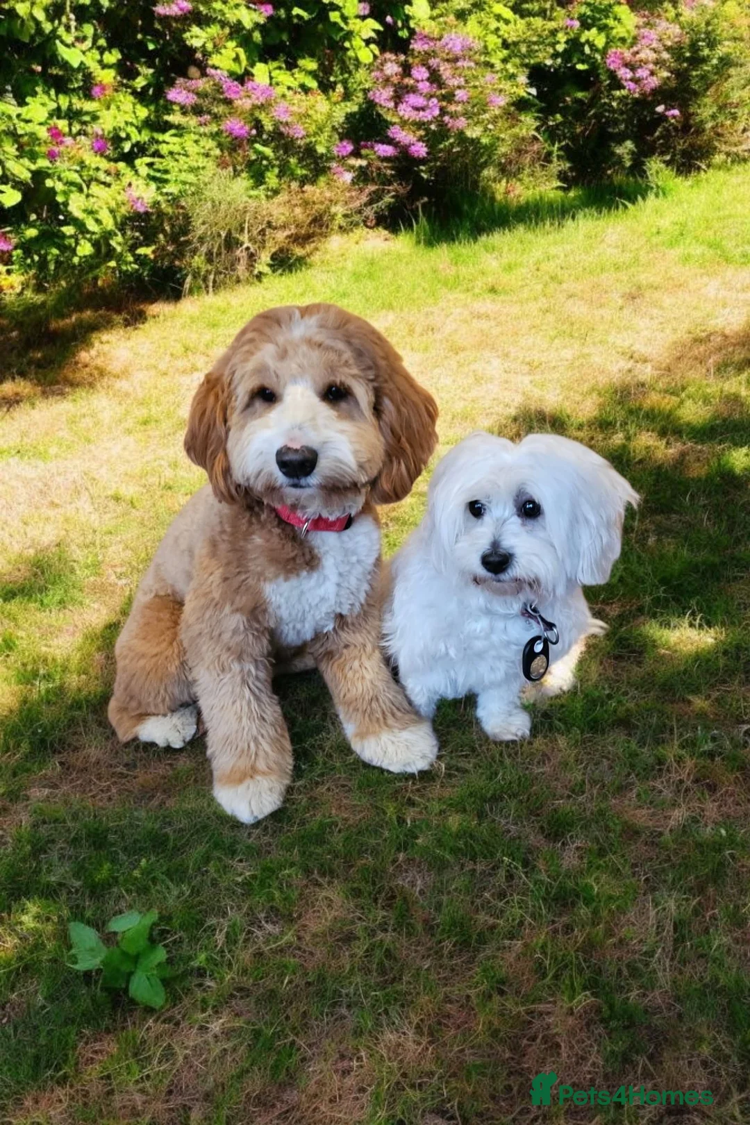 Mixed Breed dogs for sale: Coton de Tulear x Mini Australian Labradoodle - Advert 5