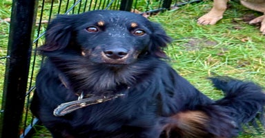 Border Collie dogs Dolly: The Dog Who Crawled Out of the Darkness - Advert 13