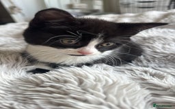 Mixed Breed cats for sale: 2 full black Kitten Ready for their Forever Homes - Image 10