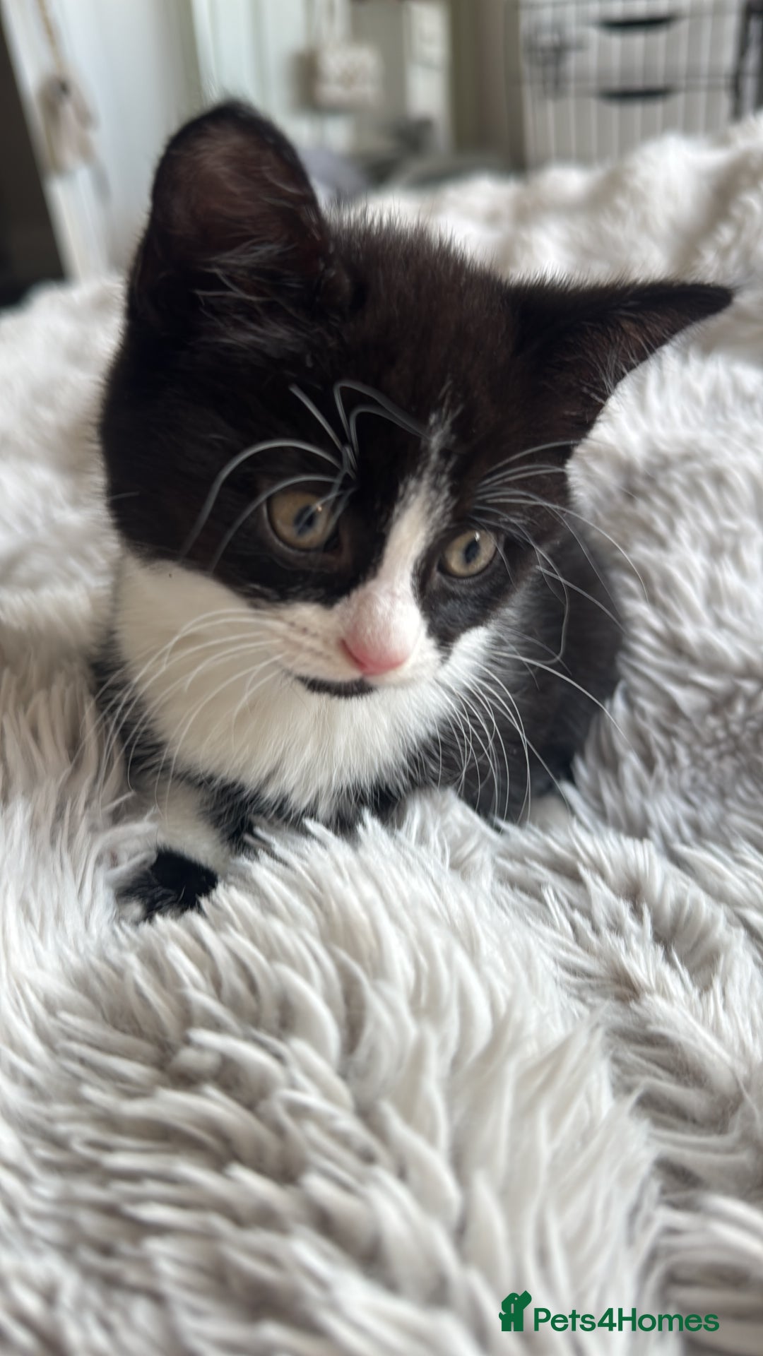 Mixed Breed cats for sale: 2 full black Kitten Ready for their Forever Homes - Image 10
