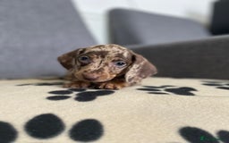 Dachshund dogs for sale: Miniature Dachshund puppies  - Image 7