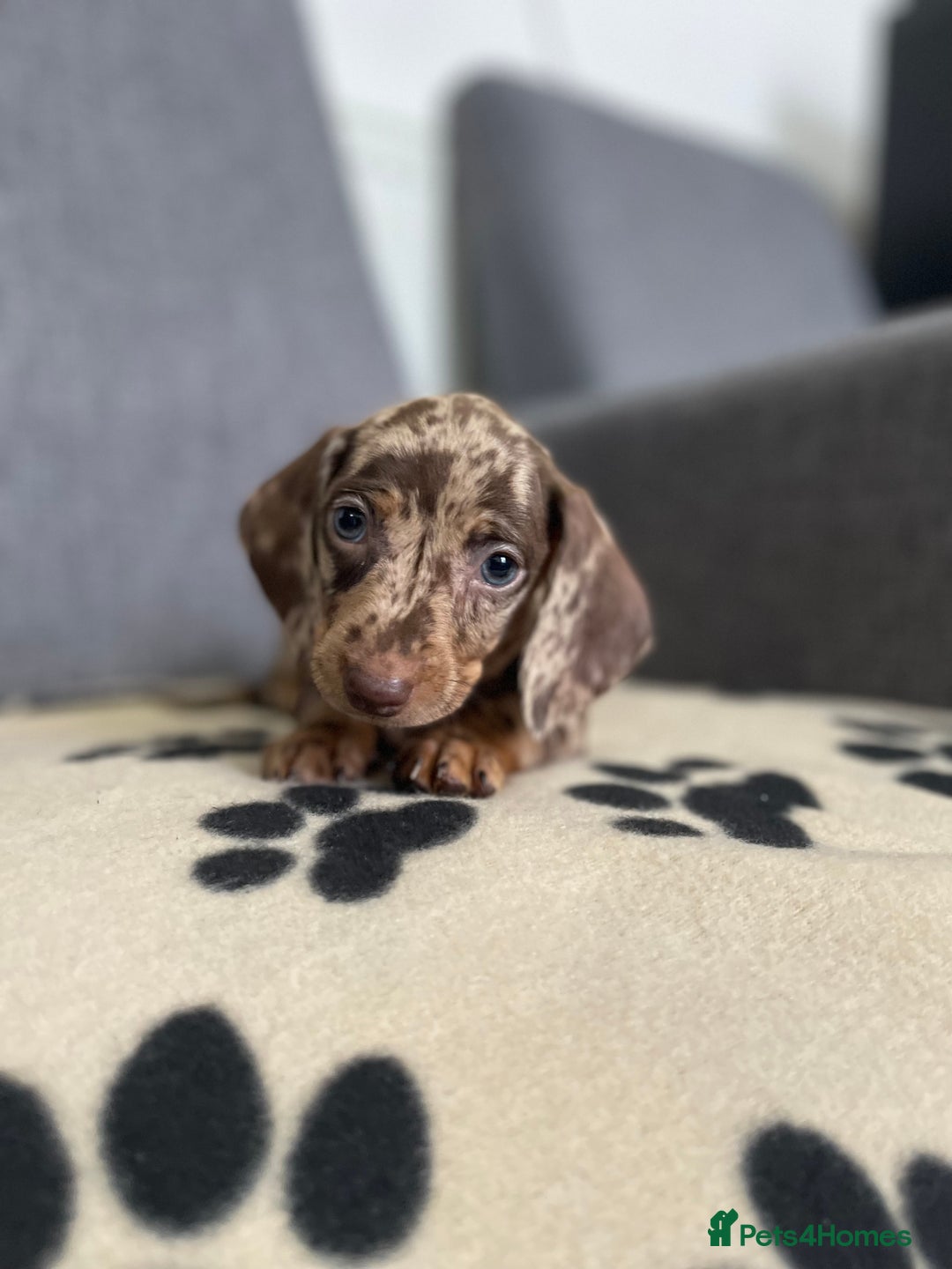 Dachshund dogs for sale: Miniature Dachshund puppies  - Image 7