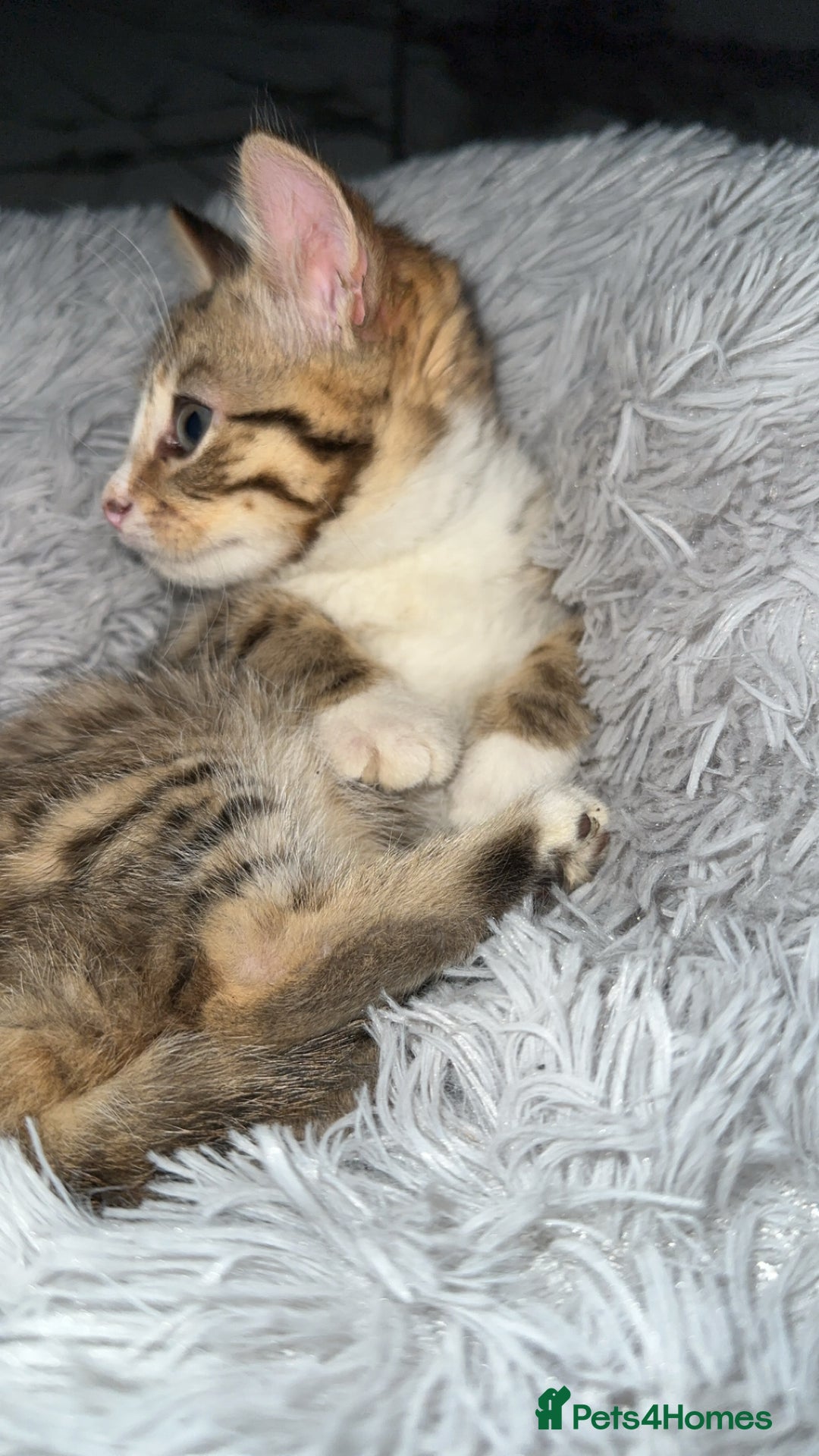 Domestic Shorthair cats for sale: Adorable tabby kitten - Advert 10