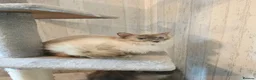 Ragdoll cats for sale: 3 Beautiful Ragdoll Cats  - Advert 2
